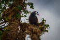 115 Rio Celeste, montezuma oropendola